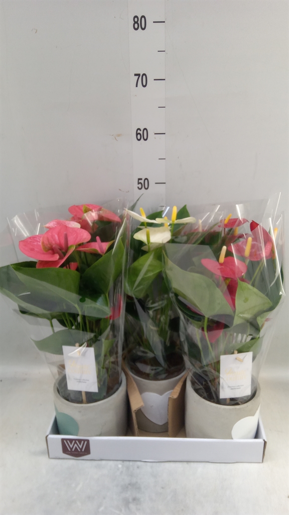 Горшечные цветы и растения оптом Anthurium Andr.   ...mix  3 от 5шт из Голландии с доставкой по России