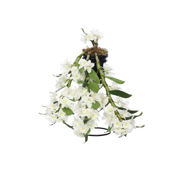 Горшечные цветы и растения оптом Dendr Nob Apollon Special Flower Shower от 2шт из Голландии с доставкой по России