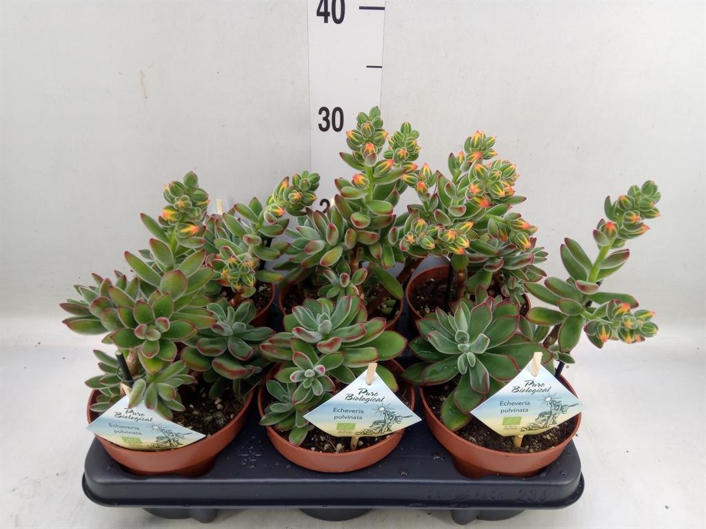 Горшечные цветы и растения оптом Echeveria   ... от 6шт из Голландии с доставкой по России