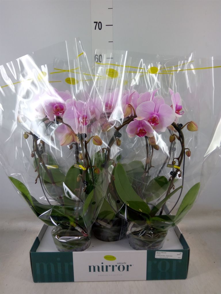 Горшечные цветы и растения оптом Phalaenopsis   ...rose от 5шт из Голландии с доставкой по России