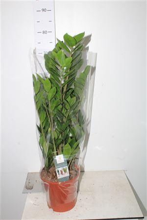 Горшечные цветы и растения оптом Zamio Zamiifolia 5-6+++ P21 Spring Deal от 1шт из Голландии с доставкой по России