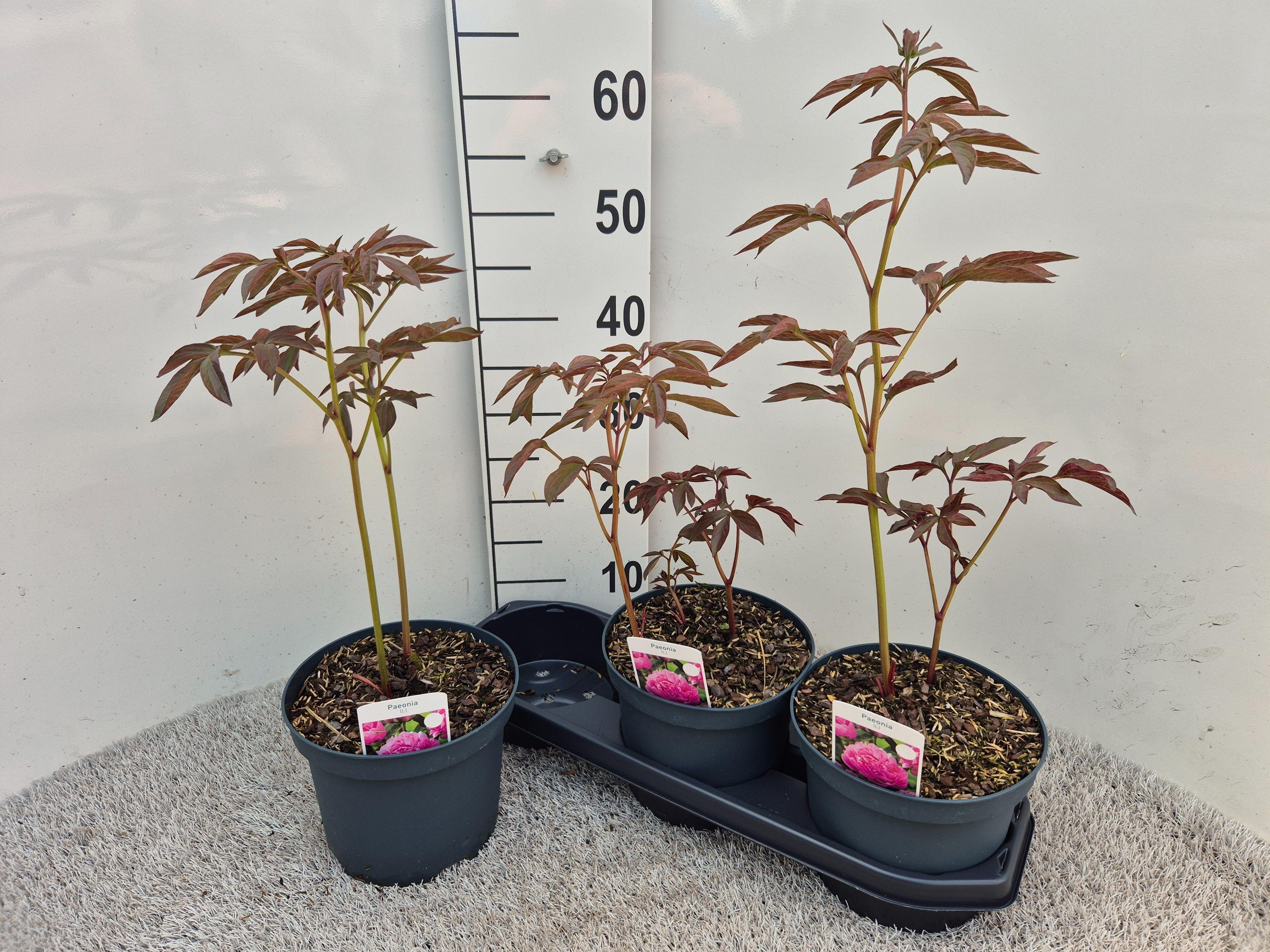 Горшечные цветы и растения оптом Paeonia L Sarah Bern от 3шт из Голландии с доставкой по России