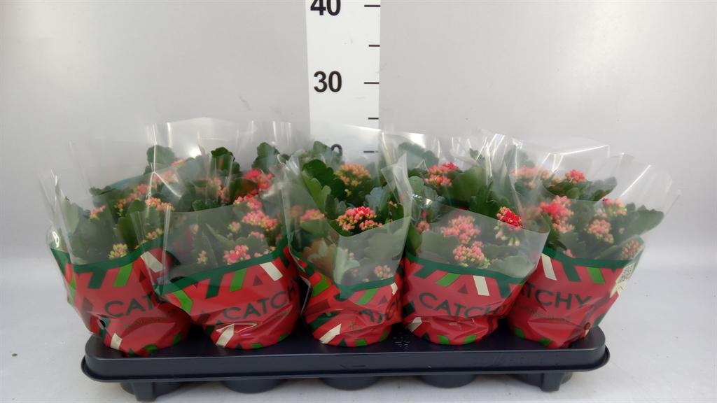 Горшечные цветы и растения оптом Kalanchoe Blos. rosdon Amador от 10шт из Голландии с доставкой по России