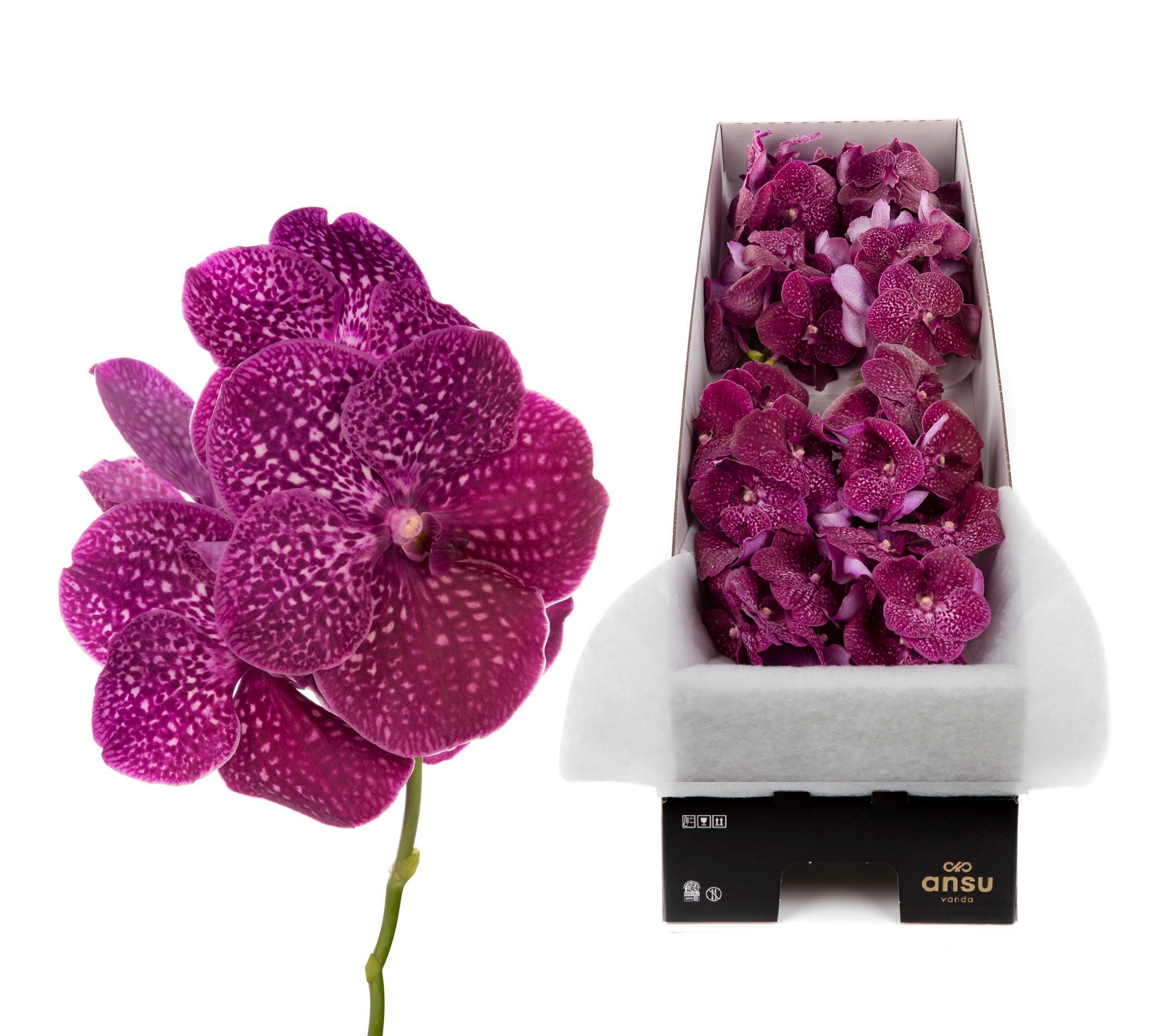 Срезанные цветы оптом Vanda nitaya crimson love от 8шт из Голландии с доставкой по России
