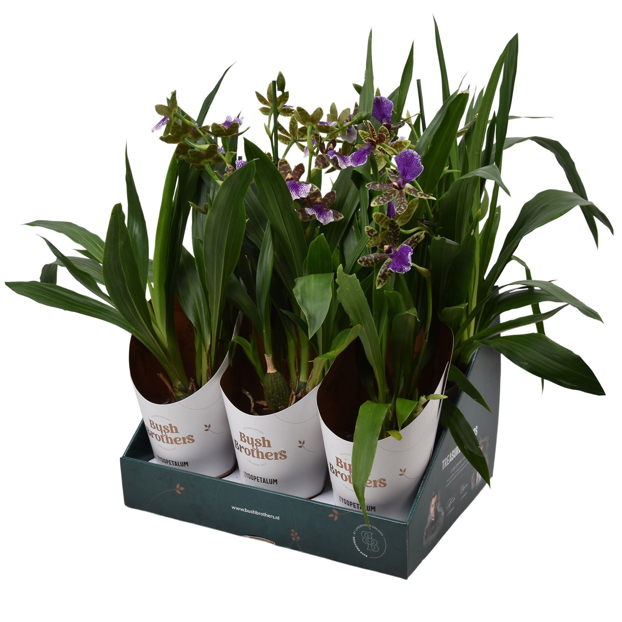 Горшечные цветы и растения оптом Zygopetalum 1st Stem Showbox 5fl от 6шт из Голландии с доставкой по России
