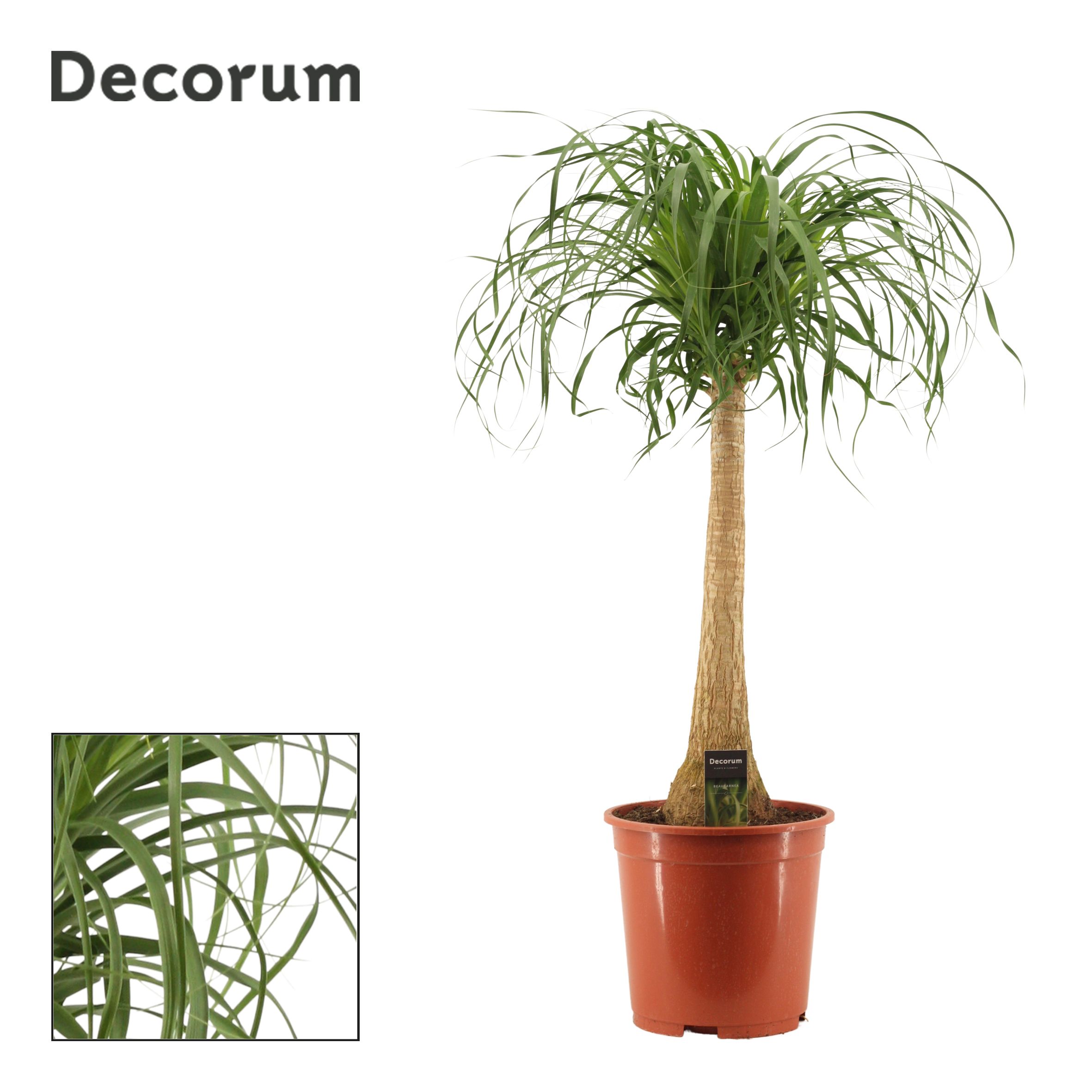 Горшечные цветы и растения оптом Beaucarnea On Stem (decorum) от 1шт из Голландии с доставкой по России