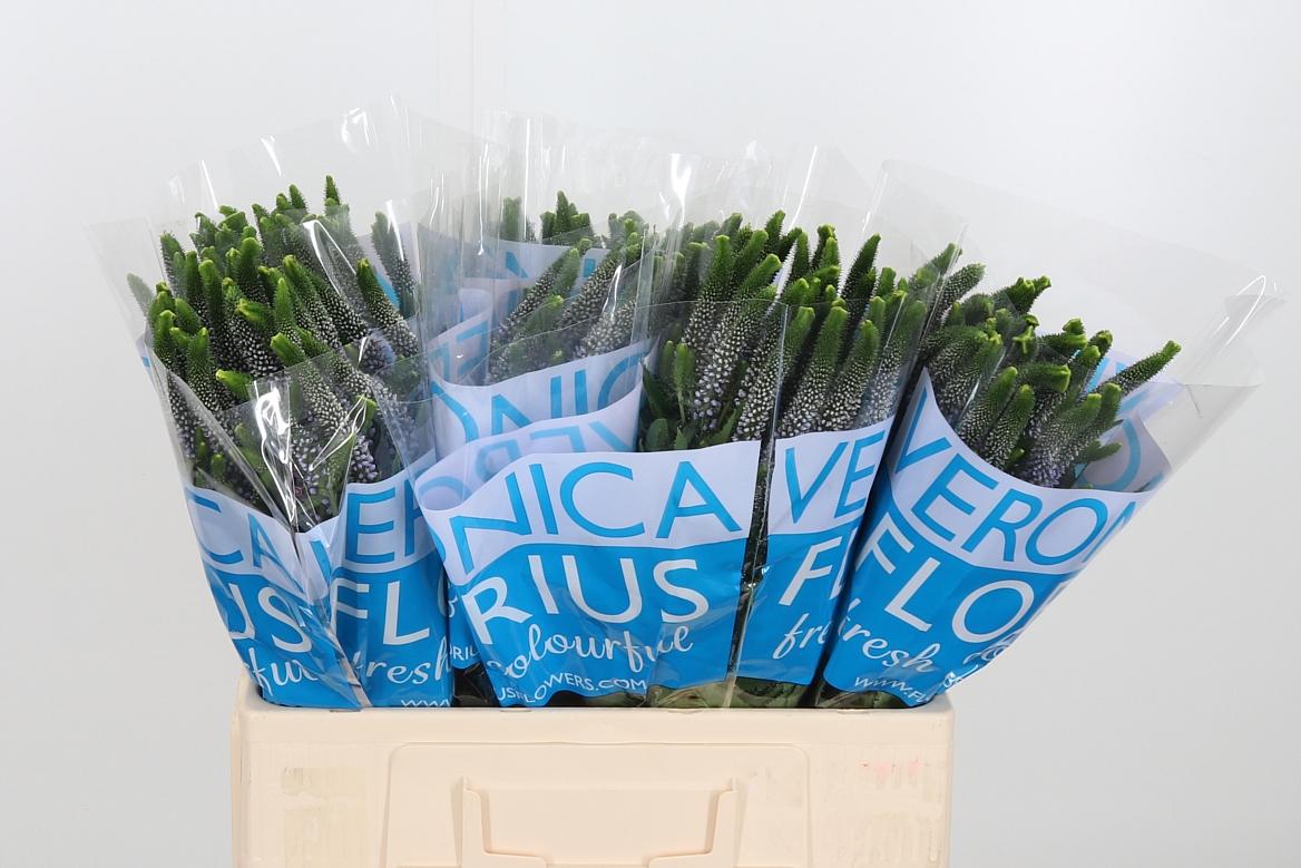 Срезанные цветы оптом Veronica smart june от 150шт из Голландии с доставкой по России