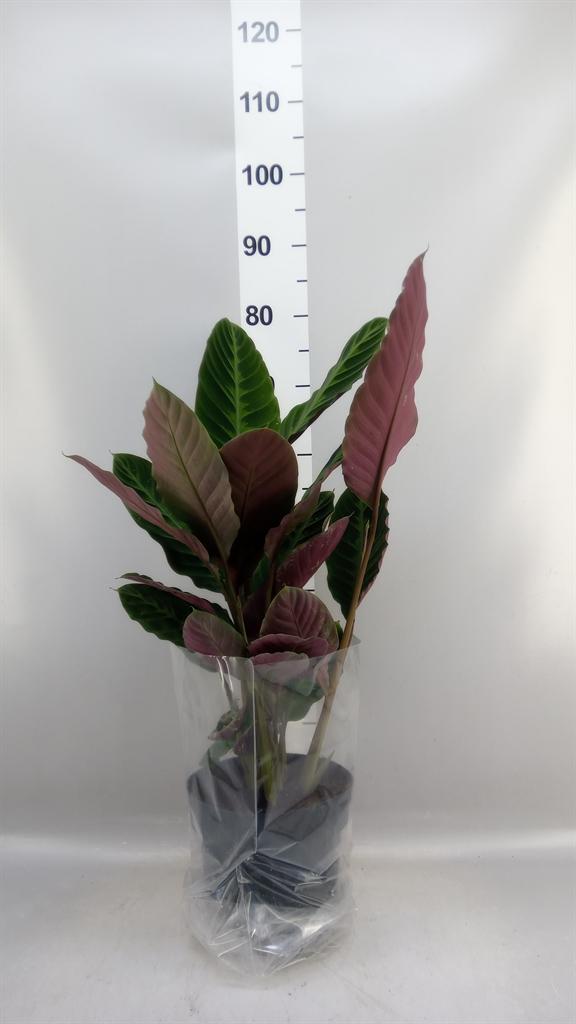 Горшечные цветы и растения оптом Calathea Warscewiczii от 1шт из Голландии с доставкой по России