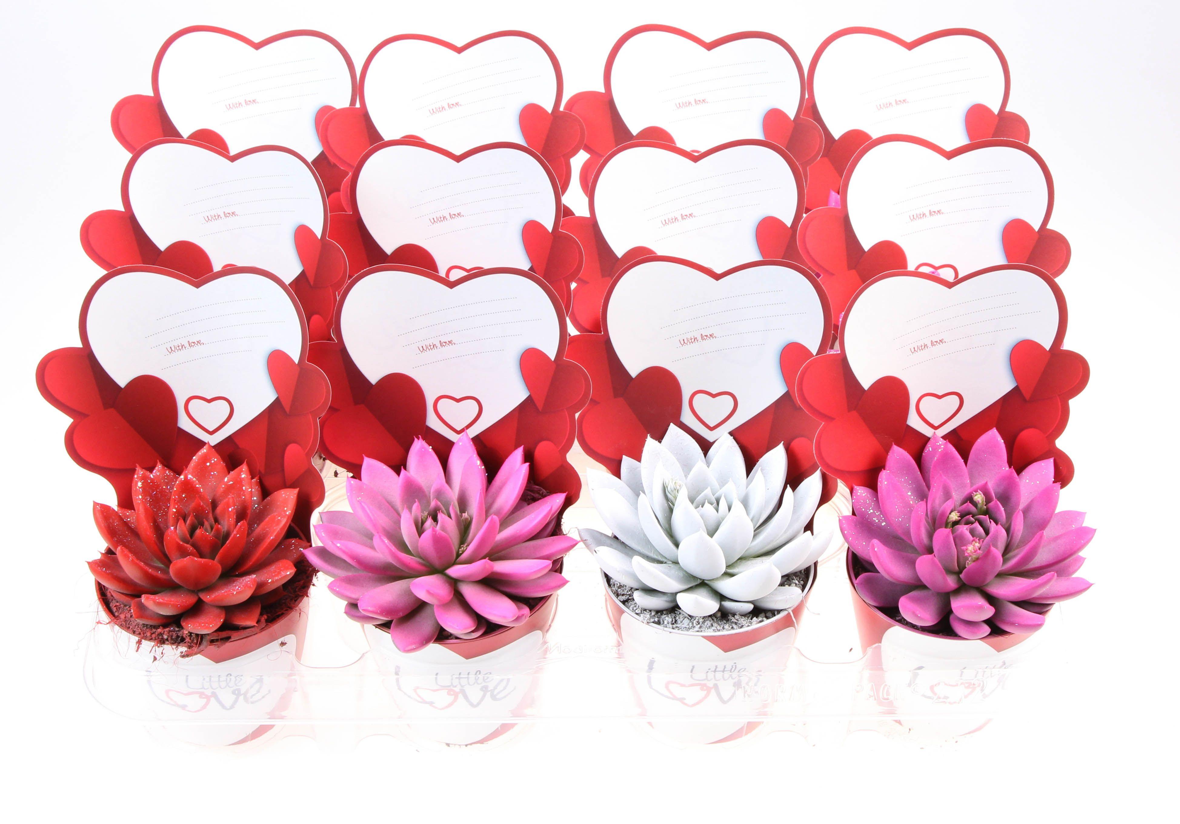 Горшечные цветы и растения оптом Echeveria Rainbow Mix от 12шт (для телеги) из Голландии с доставкой по России