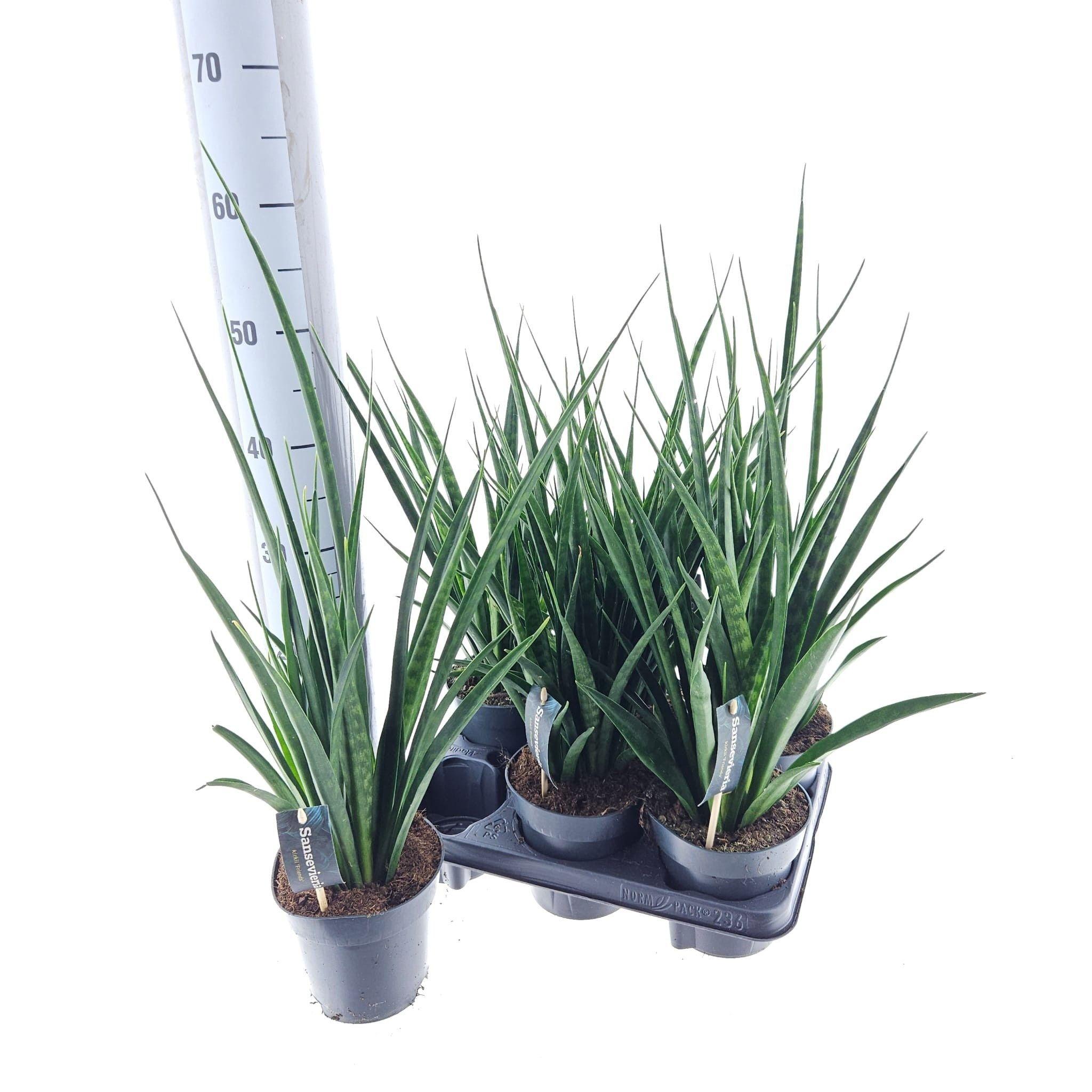 Горшечные цветы и растения оптом Sansev Kirki Friends от 6шт из Голландии с доставкой по России