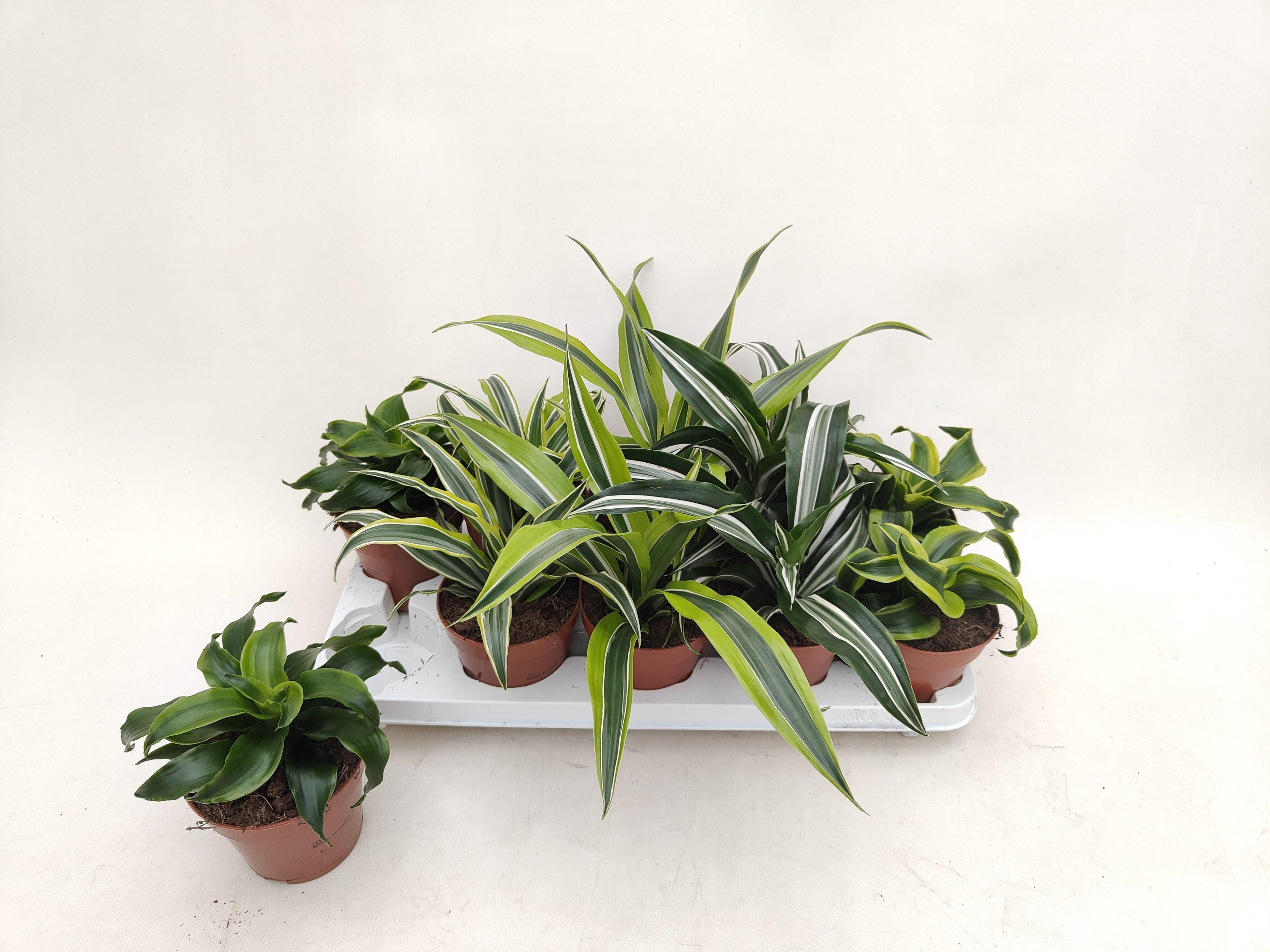 Горшечные цветы и растения оптом Dra Gem от 10шт из Голландии с доставкой по России