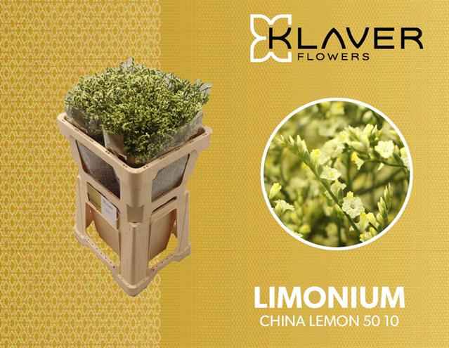 Срезанные цветы оптом Limonium china lemon от 50шт из Голландии с доставкой по России