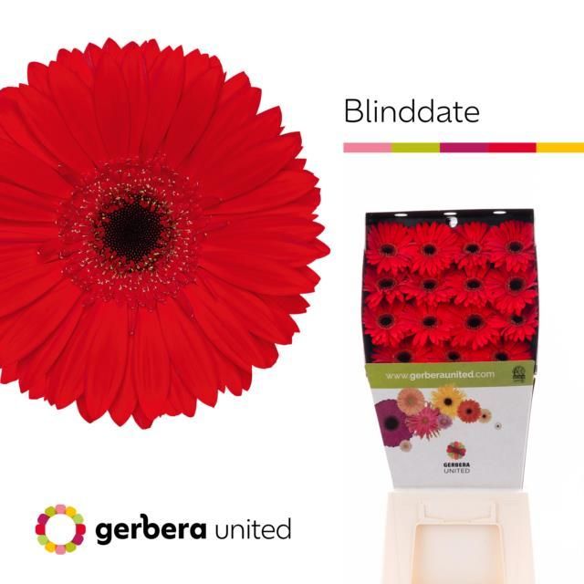 Срезанные цветы оптом Gerbera diamond blinddate от 45шт из Голландии с доставкой по России