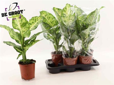 Горшечные цветы и растения оптом Dieffenbachia Mars от 6шт из Голландии с доставкой по России