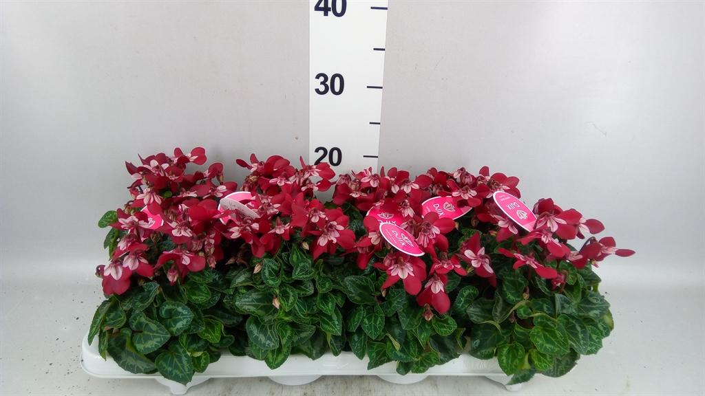 Горшечные цветы и растения оптом Cyclamen Kl djix от 8шт (для телеги) из Голландии с доставкой по России