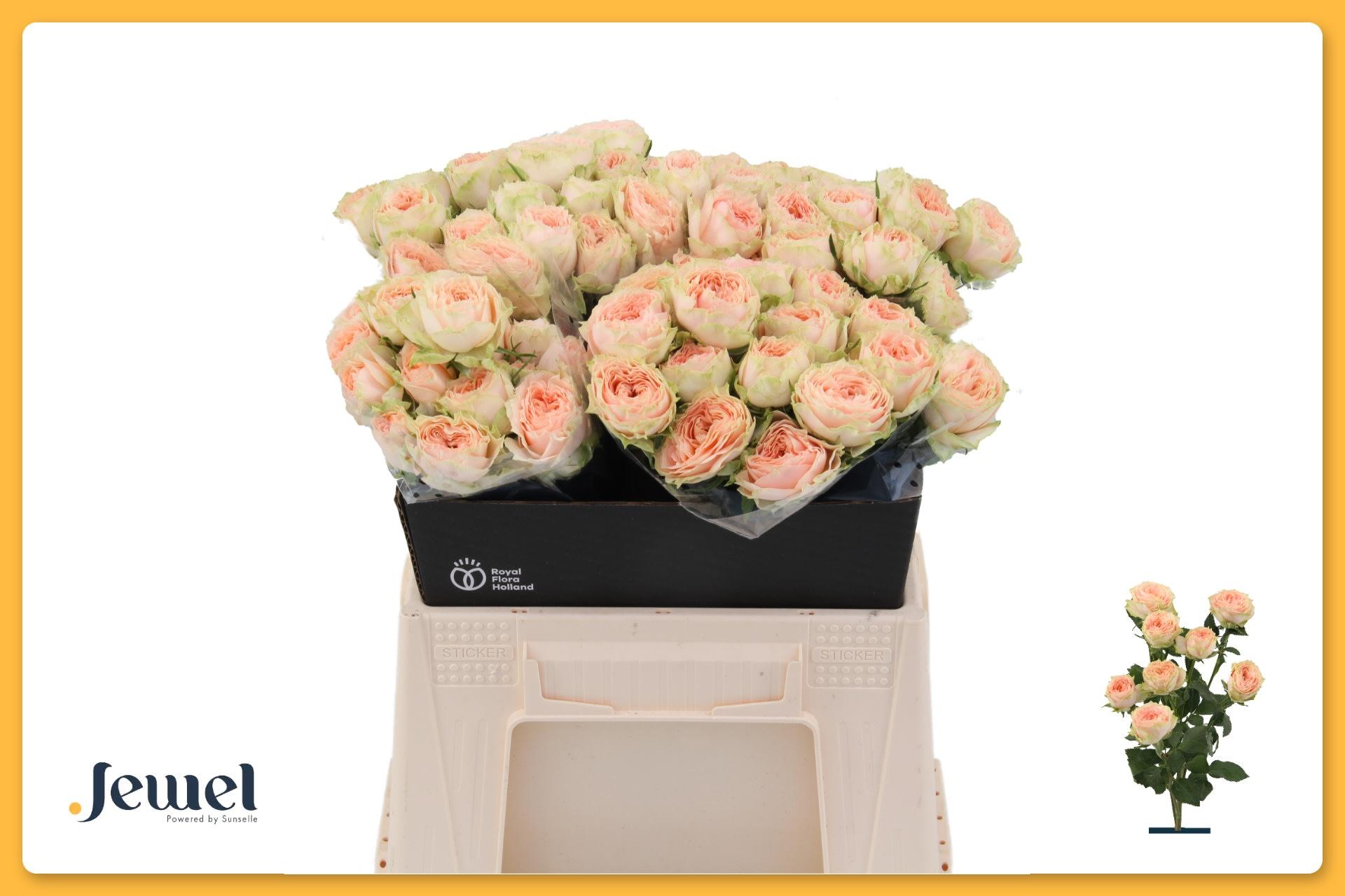 Срезанные цветы оптом Rosa spray holly от 20шт из Голландии с доставкой по России