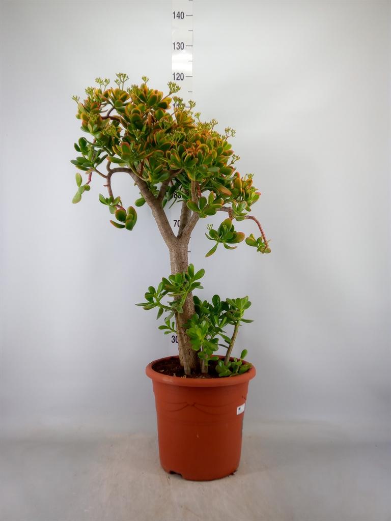 Горшечные цветы и растения оптом Chrys Grandezza Mix (decorum) от 8шт' из Голландии с доставкой по России