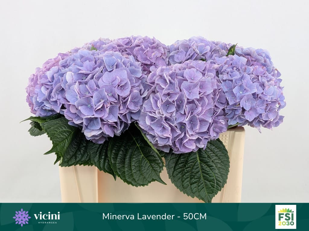 Срезанные цветы оптом Hydrangea my beautiful minerva от 10шт. из Голландии с доставкой по России