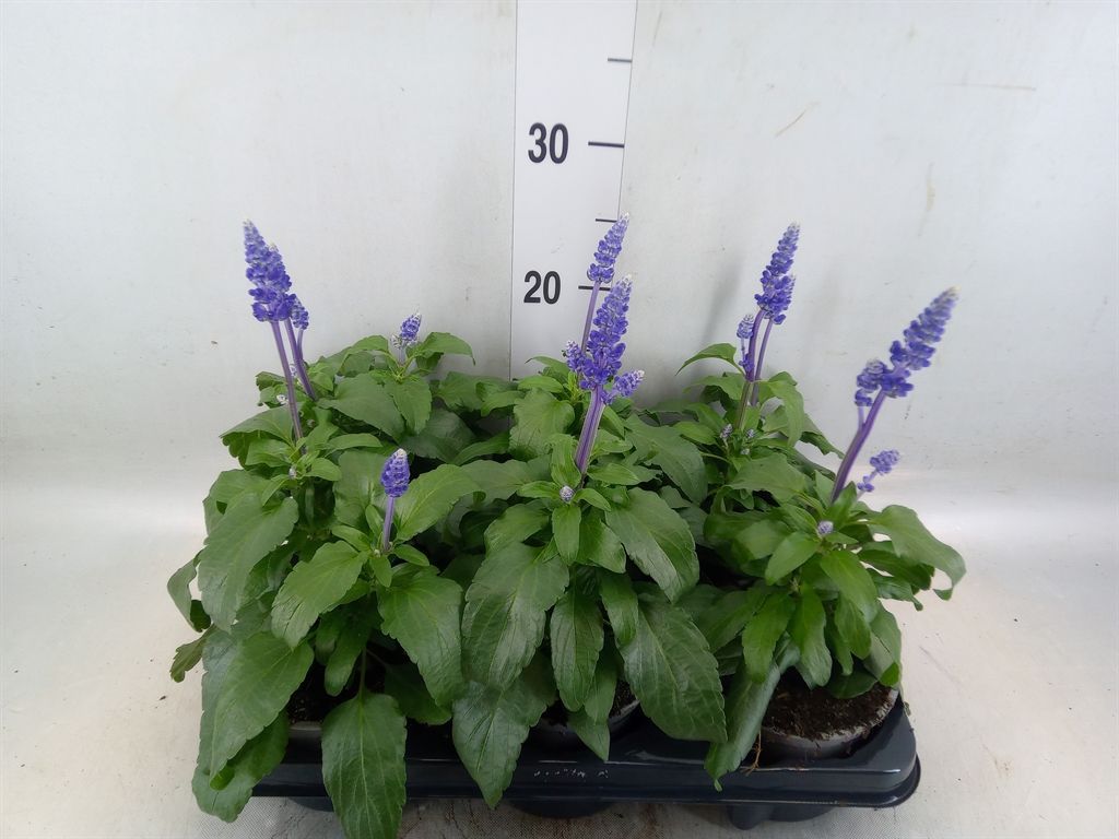 Горшечные цветы и растения оптом Salvia Nemorosa   ... от 6шт из Голландии с доставкой по России