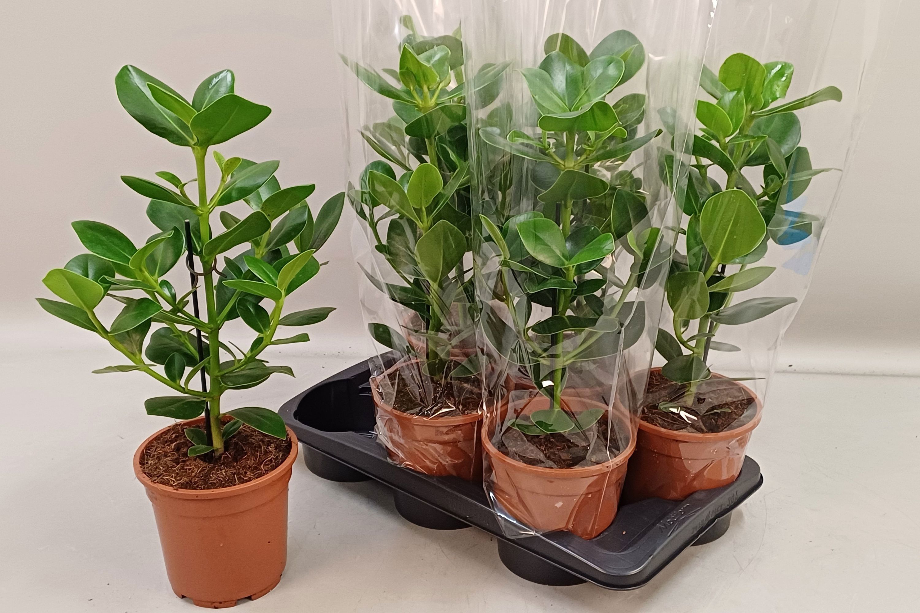 Горшечные цветы и растения оптом Clusia Ro Princess от 6шт из Голландии с доставкой по России