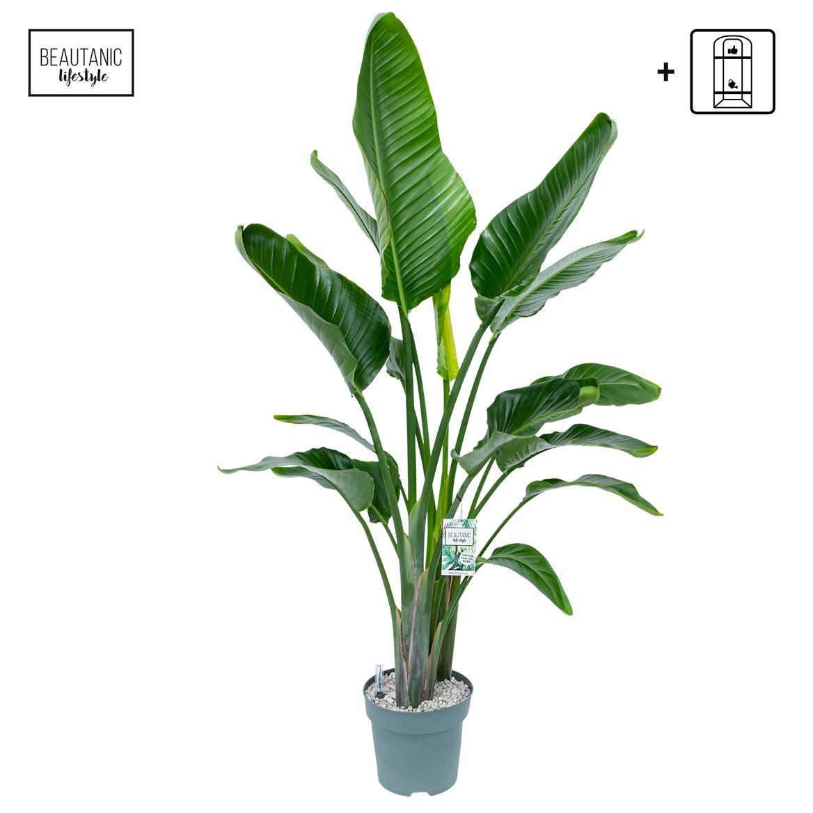 Горшечные цветы и растения оптом Strelitzia Nicolai + Watwrmeter от 1шт из Голландии с доставкой по России