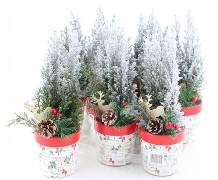 Горшечные цветы и растения оптом Cham L Ellwoodii Snow + Decoratie от 9шт из Голландии с доставкой по России