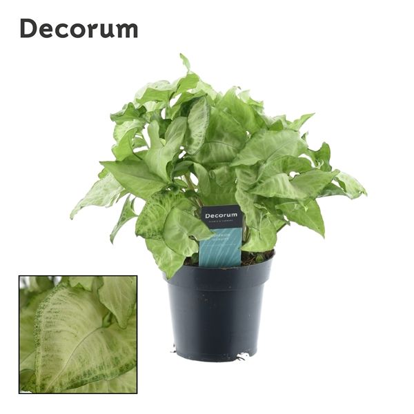 Горшечные цветы и растения оптом Syngonium White Butterfly Feel Green (decorum) от 6шт из Голландии с доставкой по России