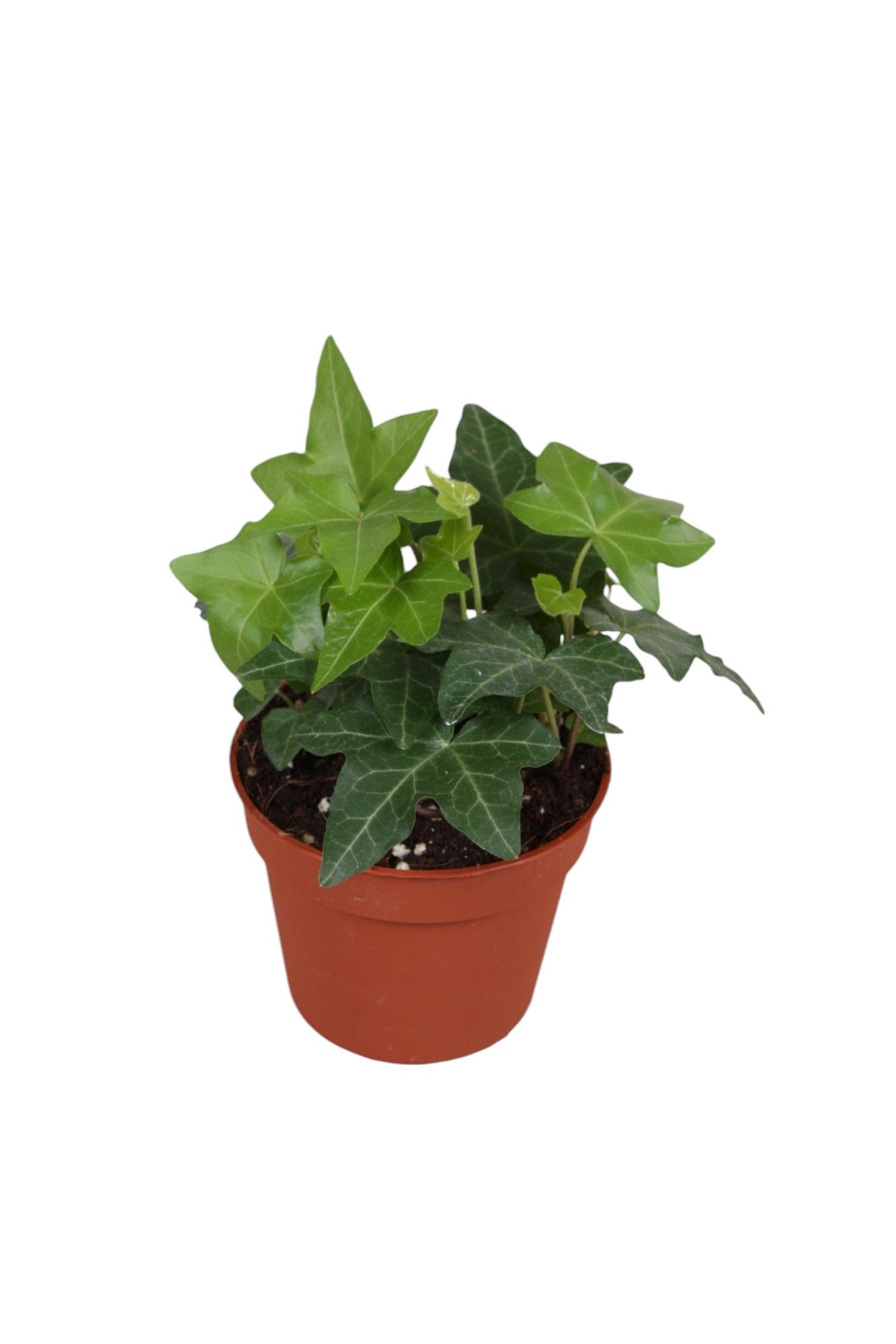 Горшечные цветы и растения оптом Hedera He Green от 21шт (для телеги) из Голландии с доставкой по России
