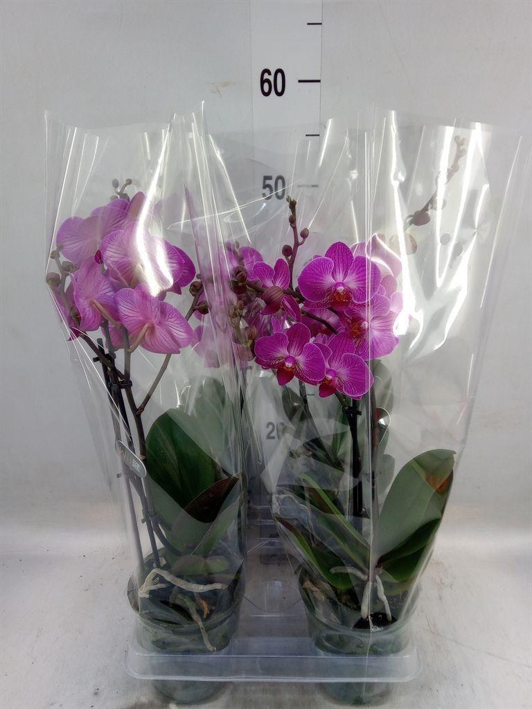 Горшечные цветы и растения оптом Phalaenopsis Multi.   ...lilac от 4шт из Голландии с доставкой по России