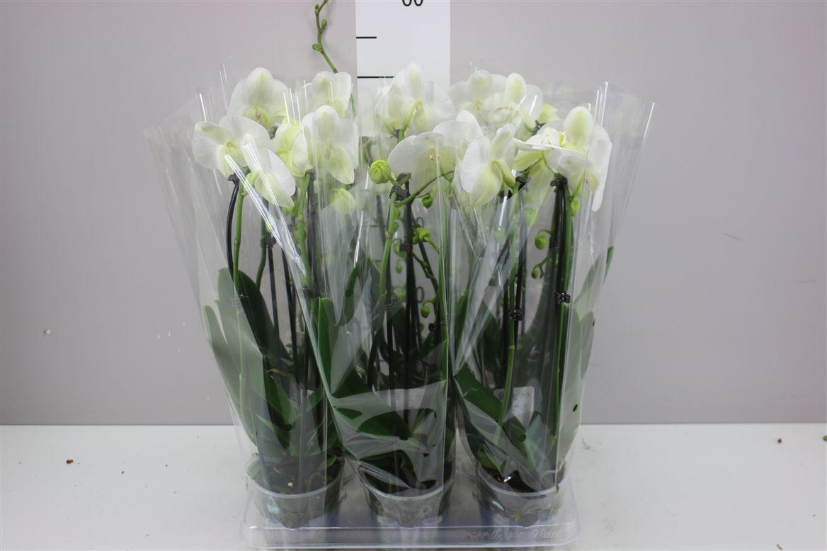 Горшечные цветы и растения оптом Phal Cascade Wit 2 Tak от 6шт из Голландии с доставкой по России