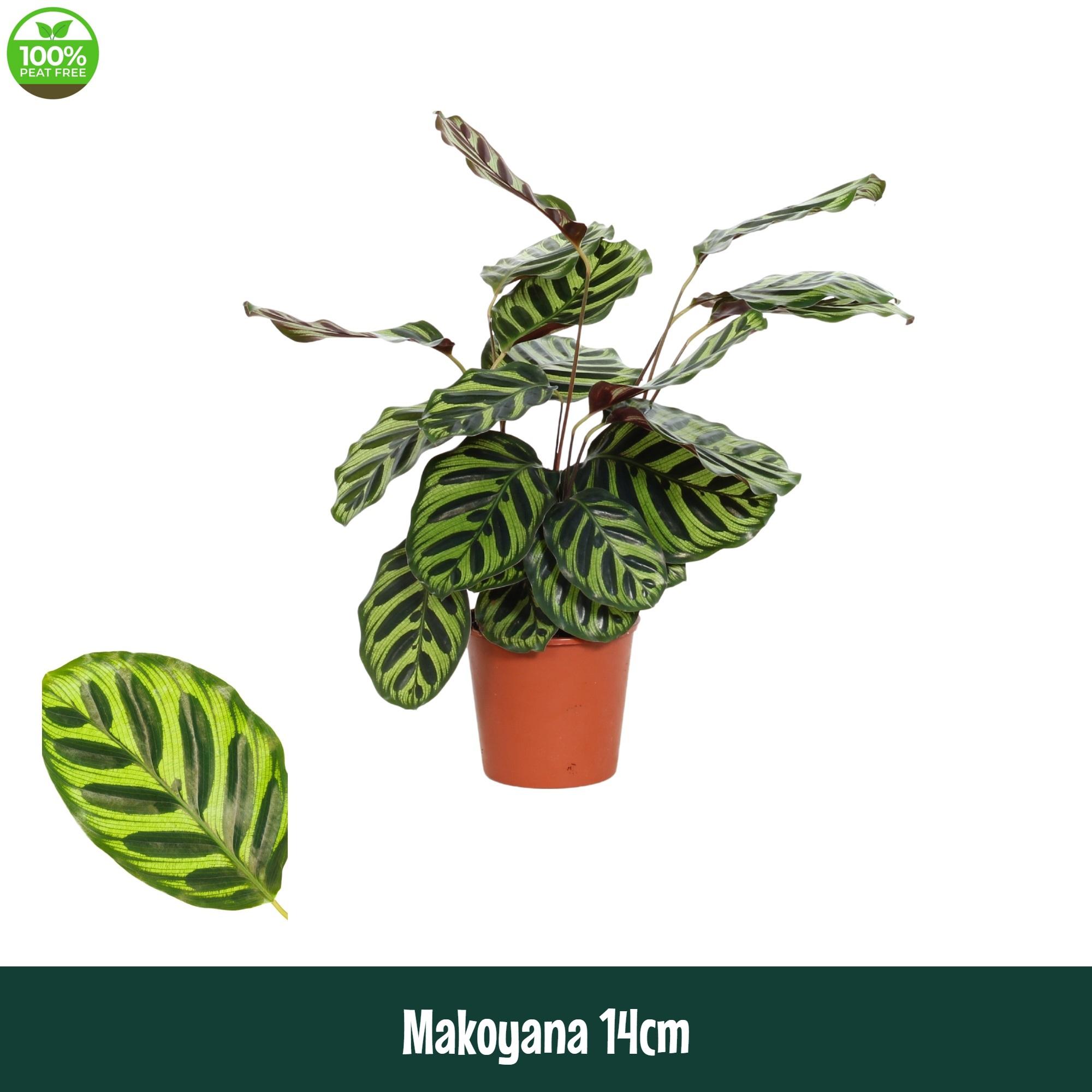 Горшечные цветы и растения оптом Calathea Makoyana A от 8шт из Голландии с доставкой по России