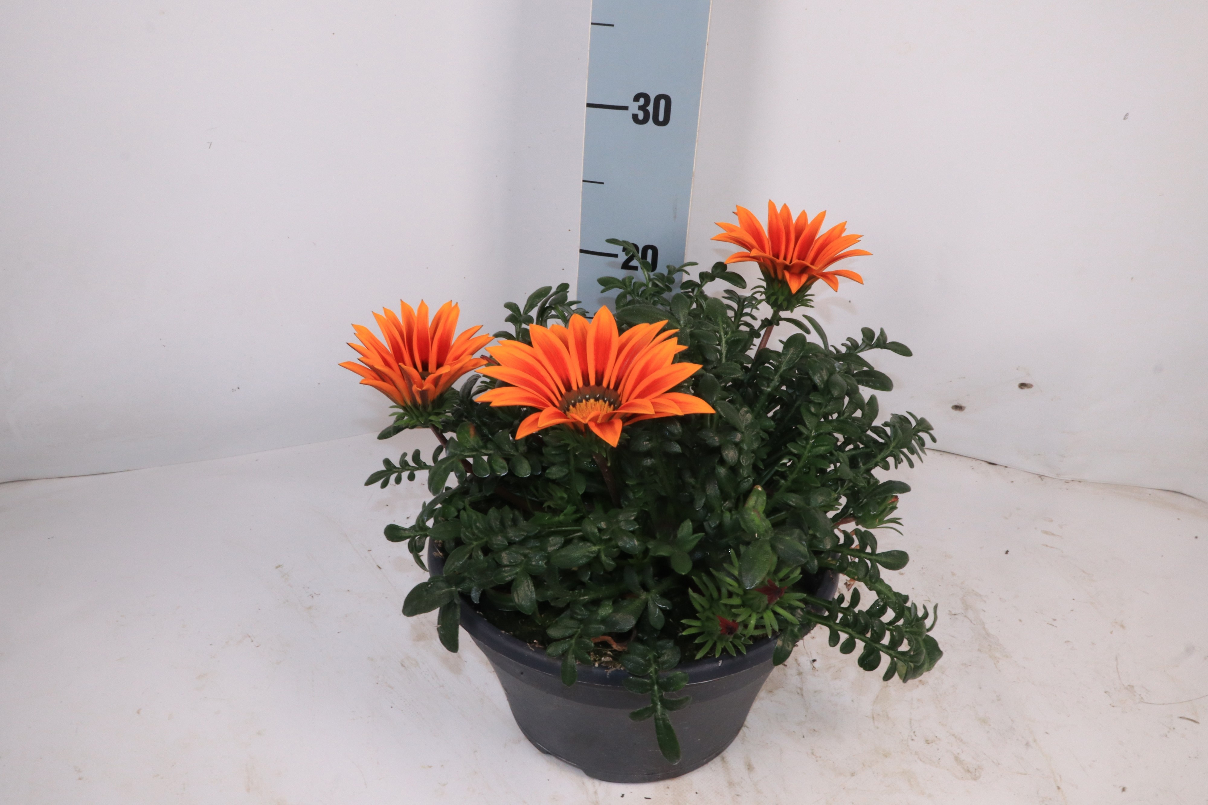 Горшечные цветы и растения оптом Gaz Ov от 1шт из Голландии с доставкой по России