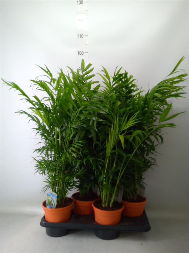 Горшечные цветы и растения оптом Chamaedorea Elegans от 4шт из Голландии с доставкой по России
