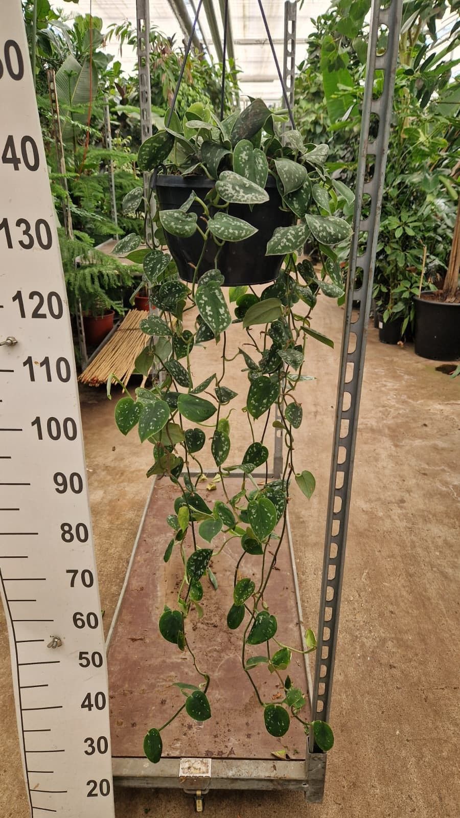 Горшечные цветы и растения оптом Scindapsus Pictus Argyraeus Hangplant от 2шт из Голландии с доставкой по России