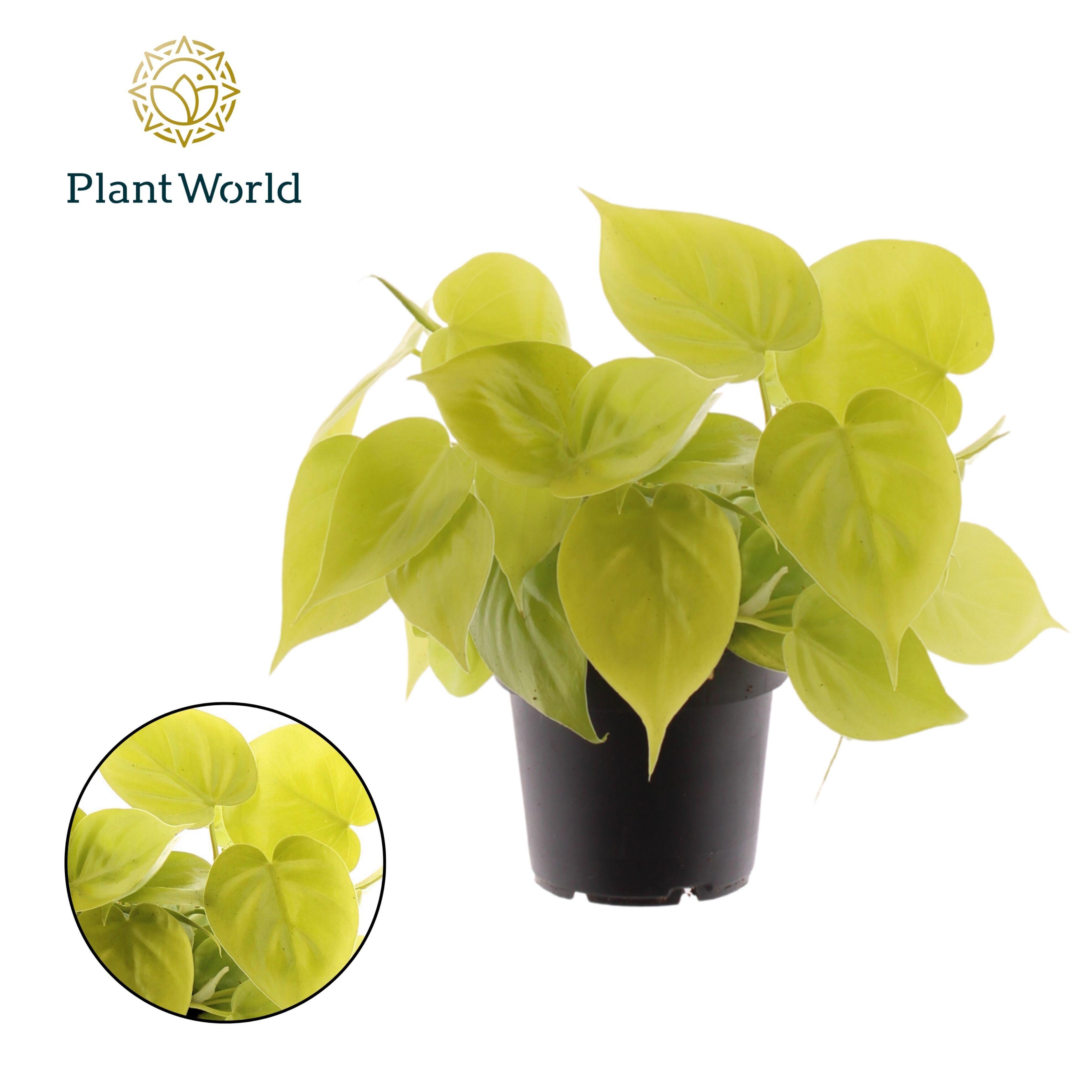 Горшечные цветы и растения оптом Philodendron Scandens Micans Lime от 10шт из Голландии с доставкой по России