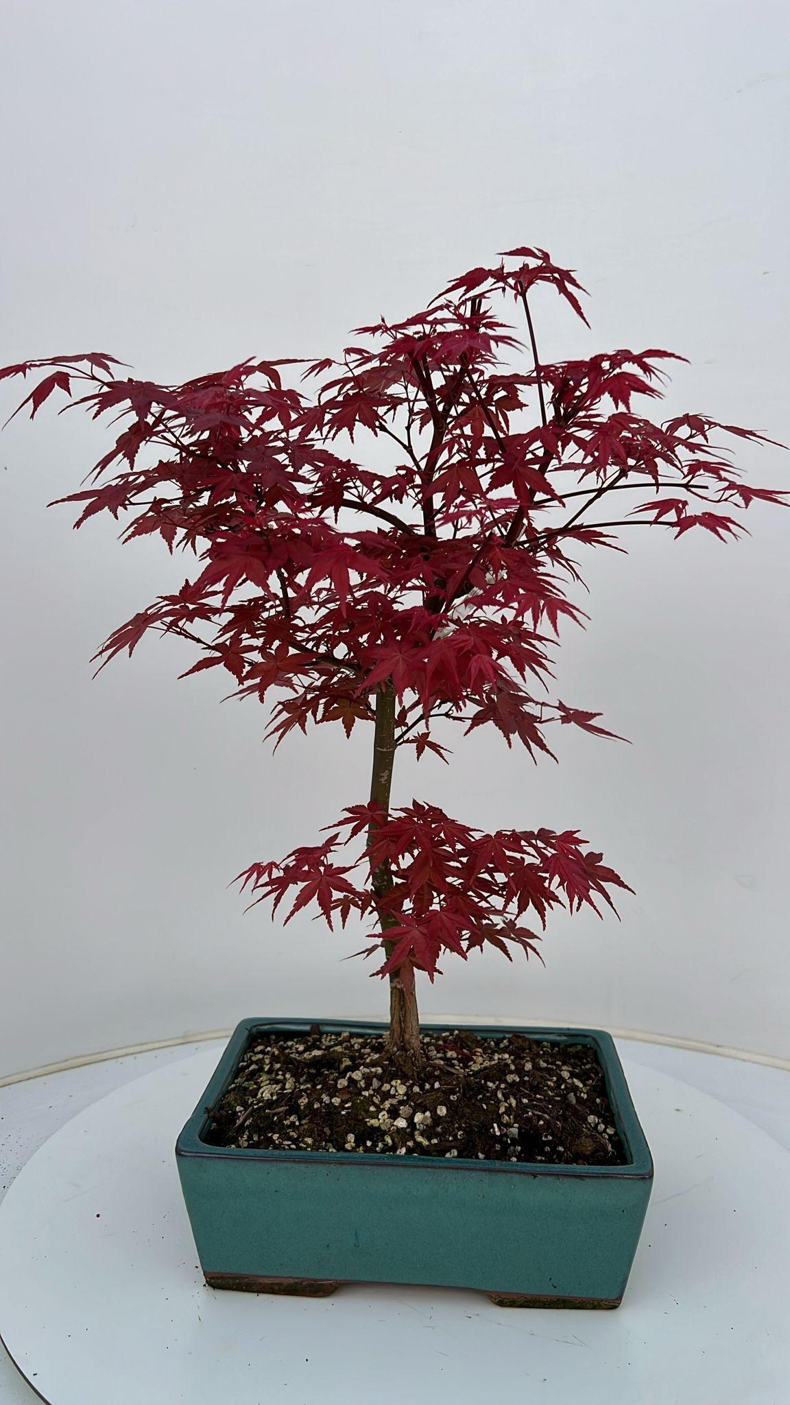 Горшечные цветы и растения оптом Acer Palmatum Beni-maiko, Pot 26cm. от 3шт из Голландии с доставкой по России