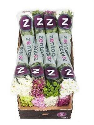 Срезанные цветы оптом Chrys sp mix Zentoo seasons от 80шт из Голландии с доставкой по России