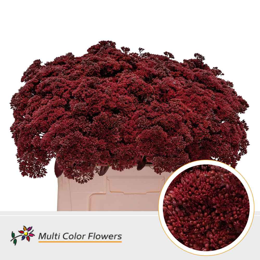 Срезанные цветы оптом Sedum paint bordeaux от 50шт. из Голландии с доставкой по России