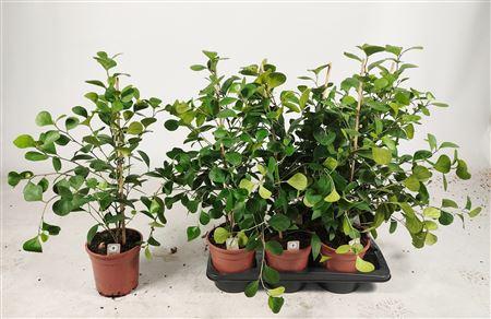 Горшечные цветы и растения оптом Ficus Deltoidea от 6шт' из Голландии с доставкой по России