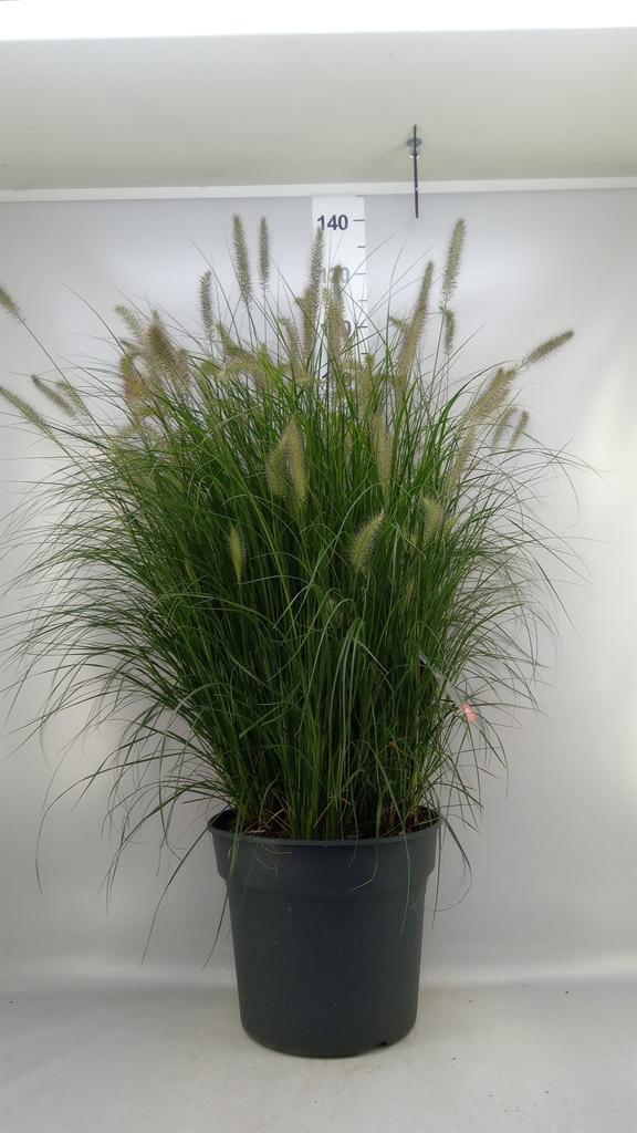 Горшечные цветы и растения оптом Pennisetum Alopec. hameln от 1шт из Голландии с доставкой по России