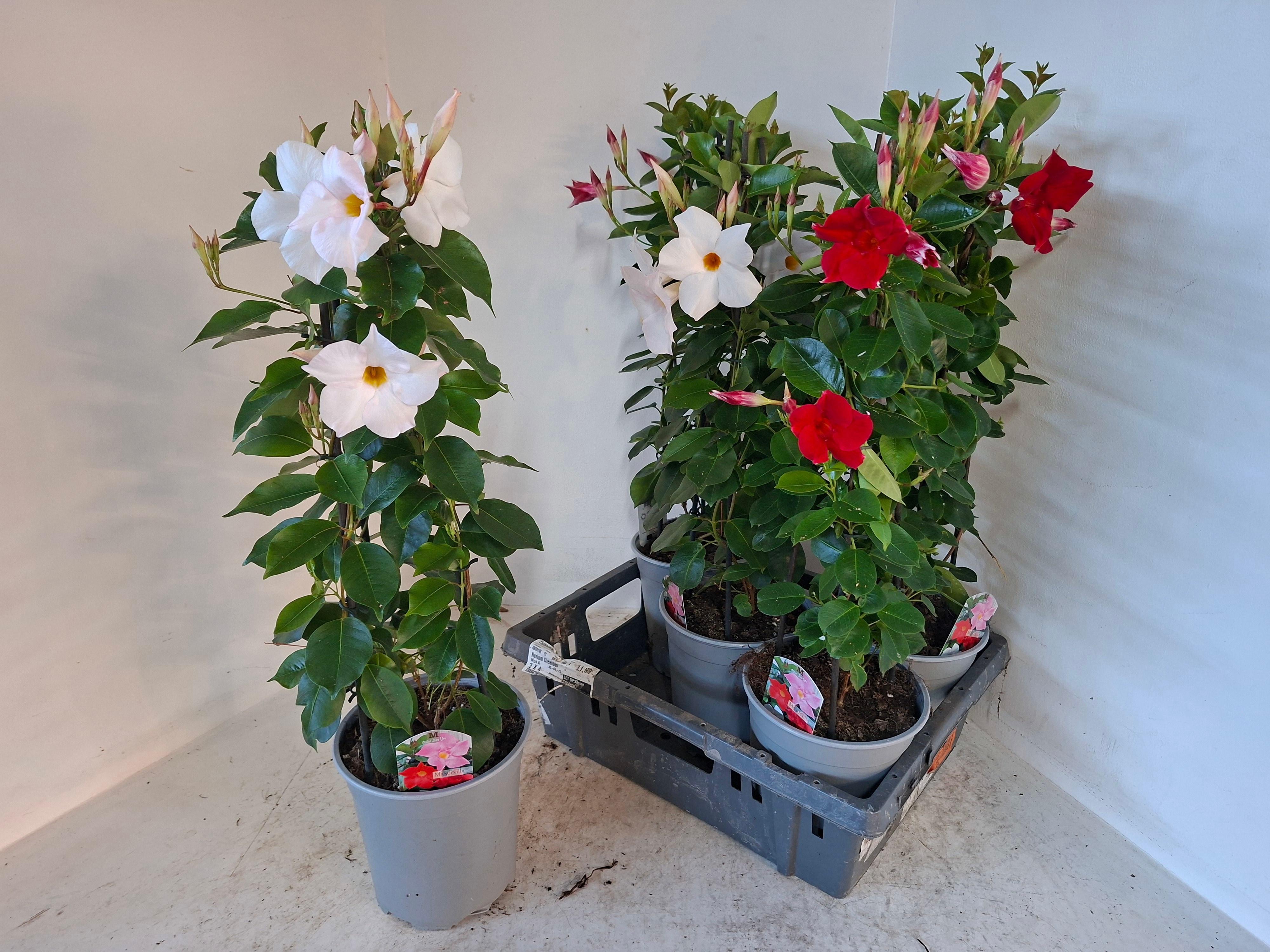 Горшечные цветы и растения оптом Mande Sun Mixk от 5шт из Голландии с доставкой по России