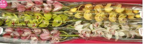 Срезанные цветы оптом Minicymbidium mix spring от 5шт из Голландии с доставкой по России