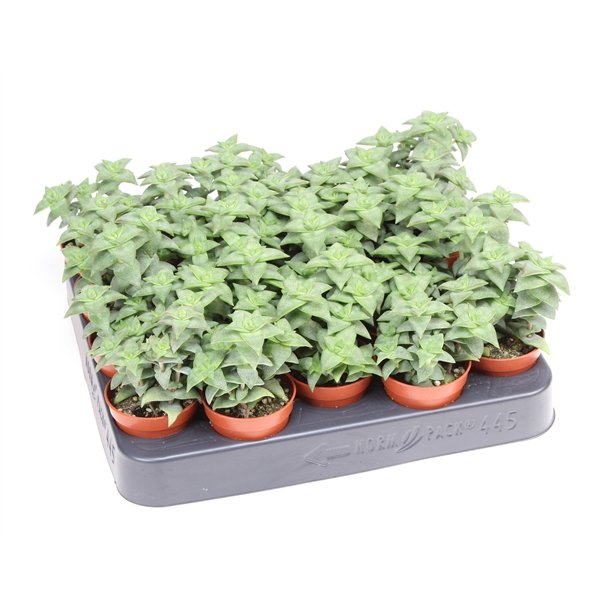 Горшечные цветы и растения оптом Crassula Perfossa Green от 20шт из Голландии с доставкой по России