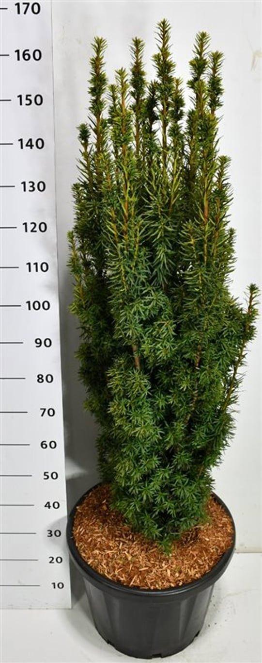 Горшечные цветы и растения оптом Taxus Bacc David от 1шт из Голландии с доставкой по России