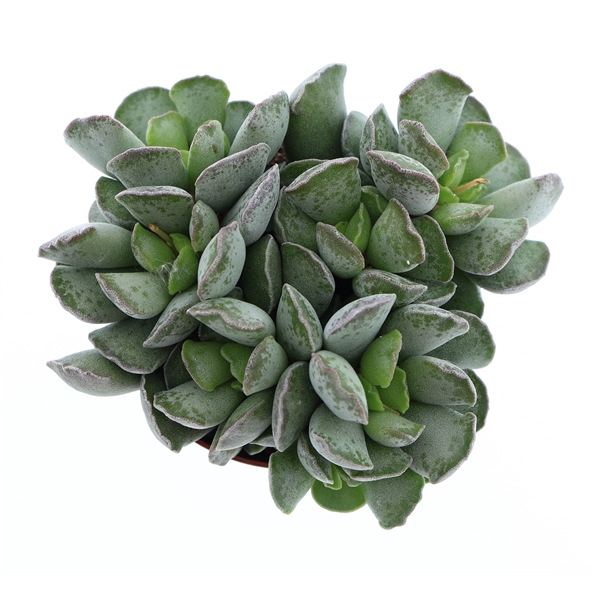 Горшечные цветы и растения оптом Adromischus Cristatus от 12шт (для телеги) из Голландии с доставкой по России