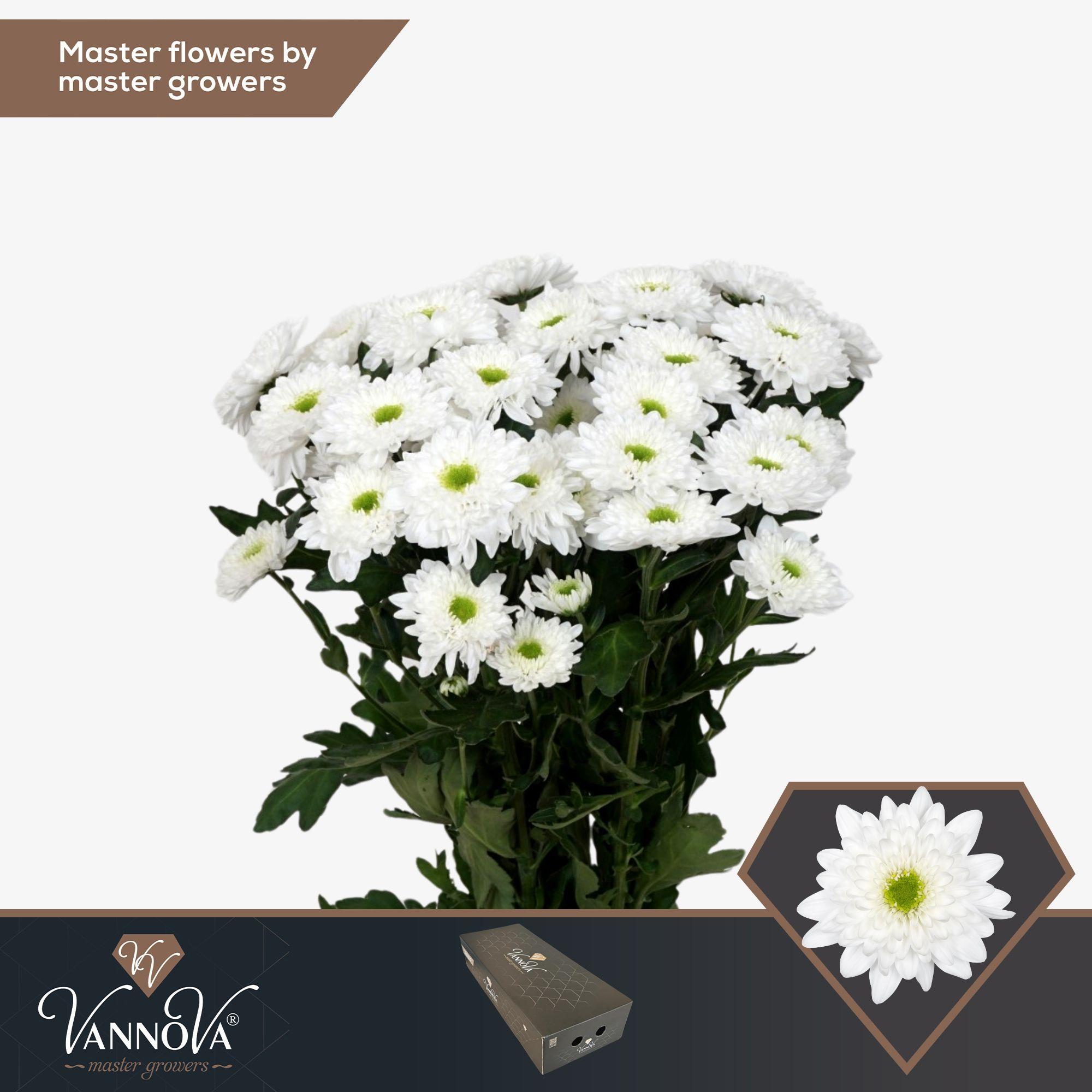 Срезанные цветы оптом Chrys sp commander от 160шт из Голландии с доставкой по России