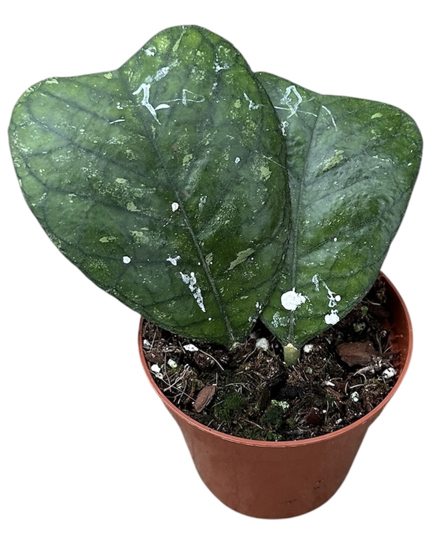 Горшечные цветы и растения оптом Hoya Deykeae от 1шт (для телеги) из Голландии с доставкой по России