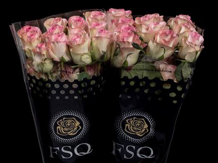 Срезанные цветы оптом Rosa ec swan от 50шт из Голландии с доставкой по России