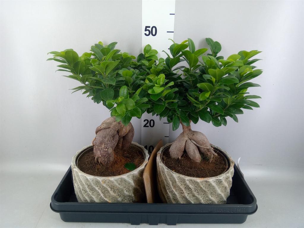 Горшечные цветы и растения оптом Ficus Microcarpa ginseng от 2шт из Голландии с доставкой по России