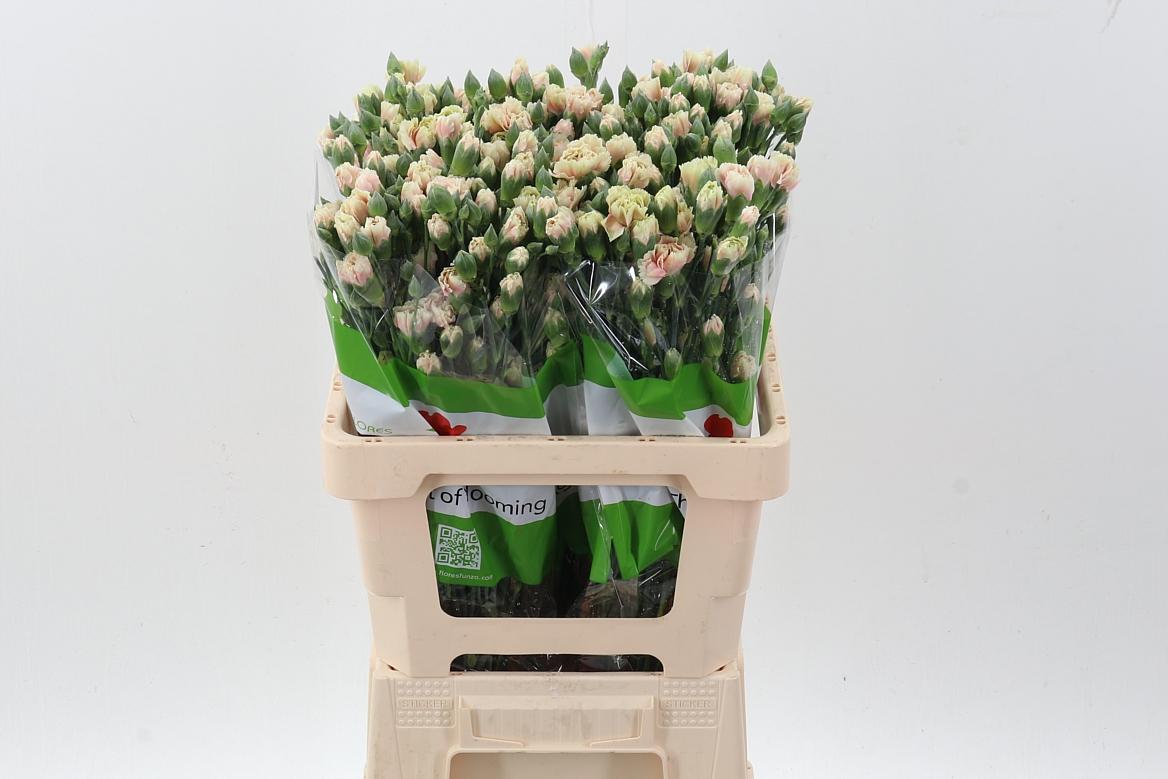 Срезанные цветы оптом Dianthus sp lucia+ от 100шт из Голландии с доставкой по России